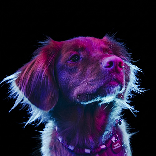 Pixel