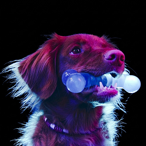 Pixel